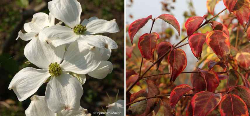 cornouillers pour petit jardin, cornus petit jardin, cornus petite taille, Cornus nain