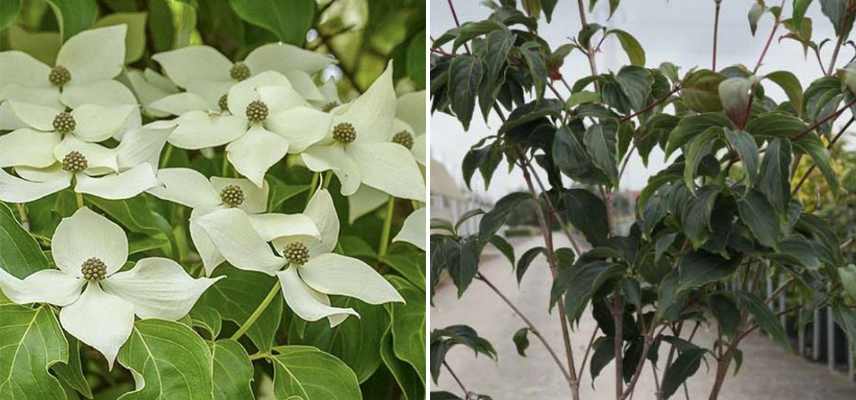 cornouillers pour petit jardin, cornus petit jardin, cornus petite taille, Cornus nain