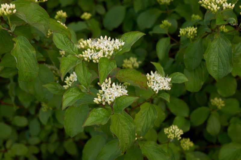 multiplier cornus, multiplication cornus, multiplier cornouiller, multiplication cornouiller, bouturage cornouiller, greffage cornus