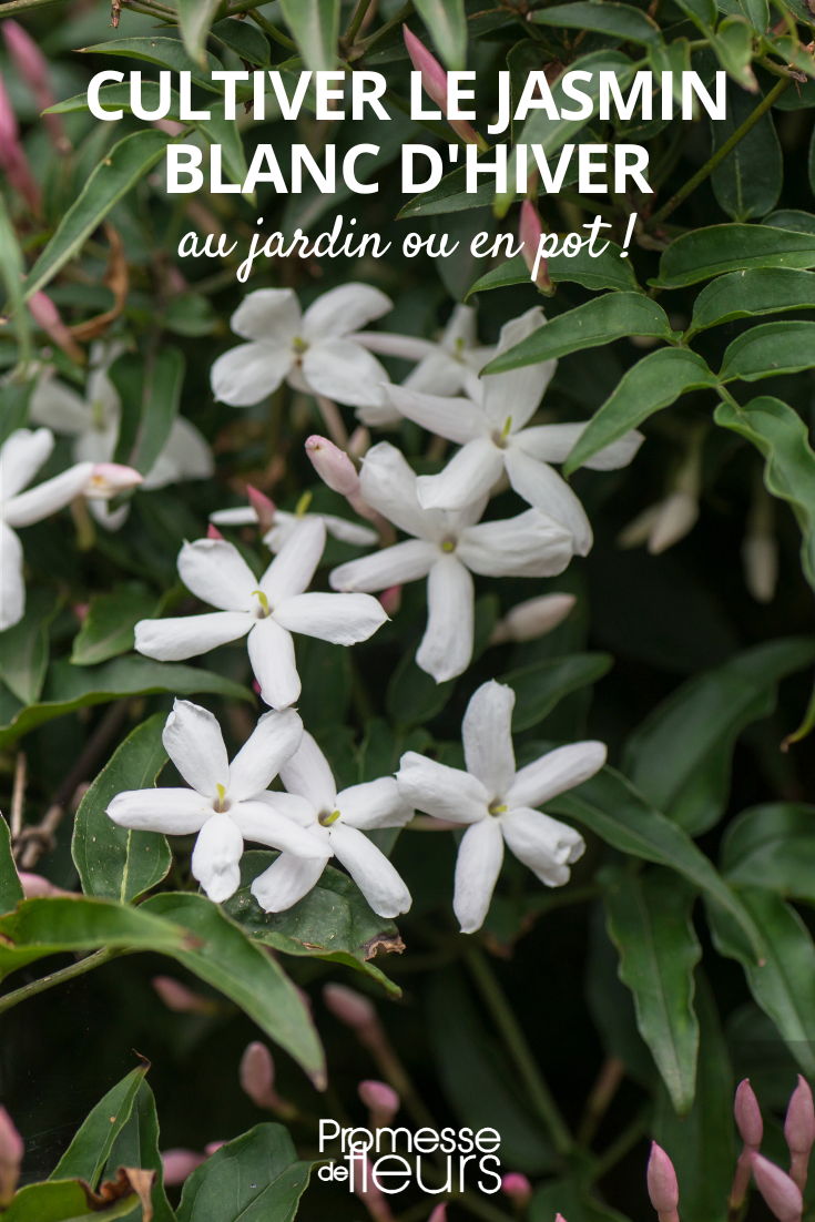 Fleurs de Jasminum polyanthum