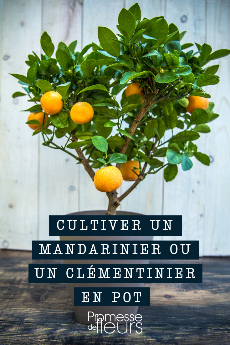 Mandarinier planté en pot