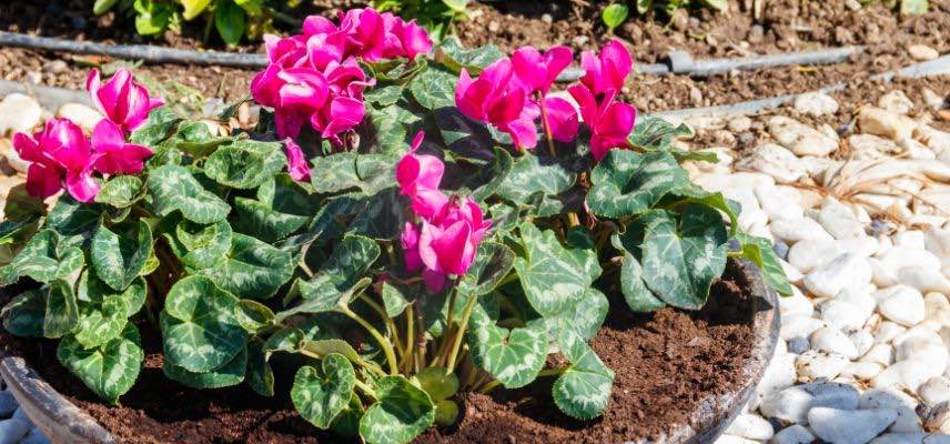 cyclamen de perse