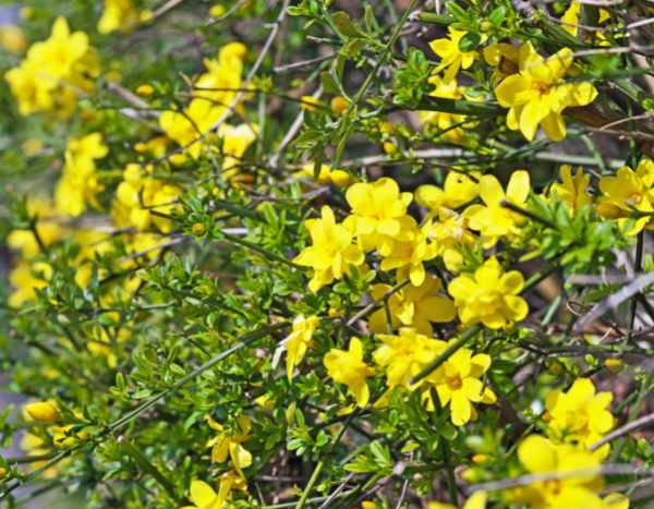 Comment entretenir le jasmin d'hiver ?