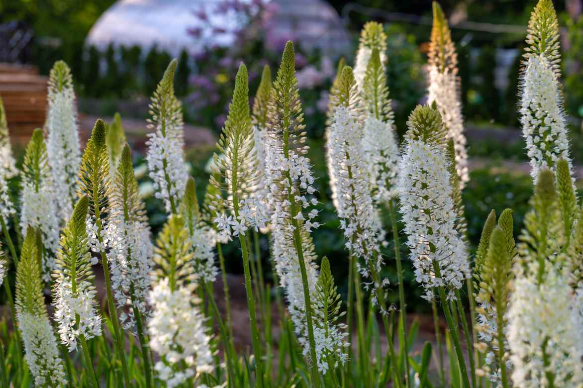 Eremurus, lis des steppes, quenouille de cléopatre