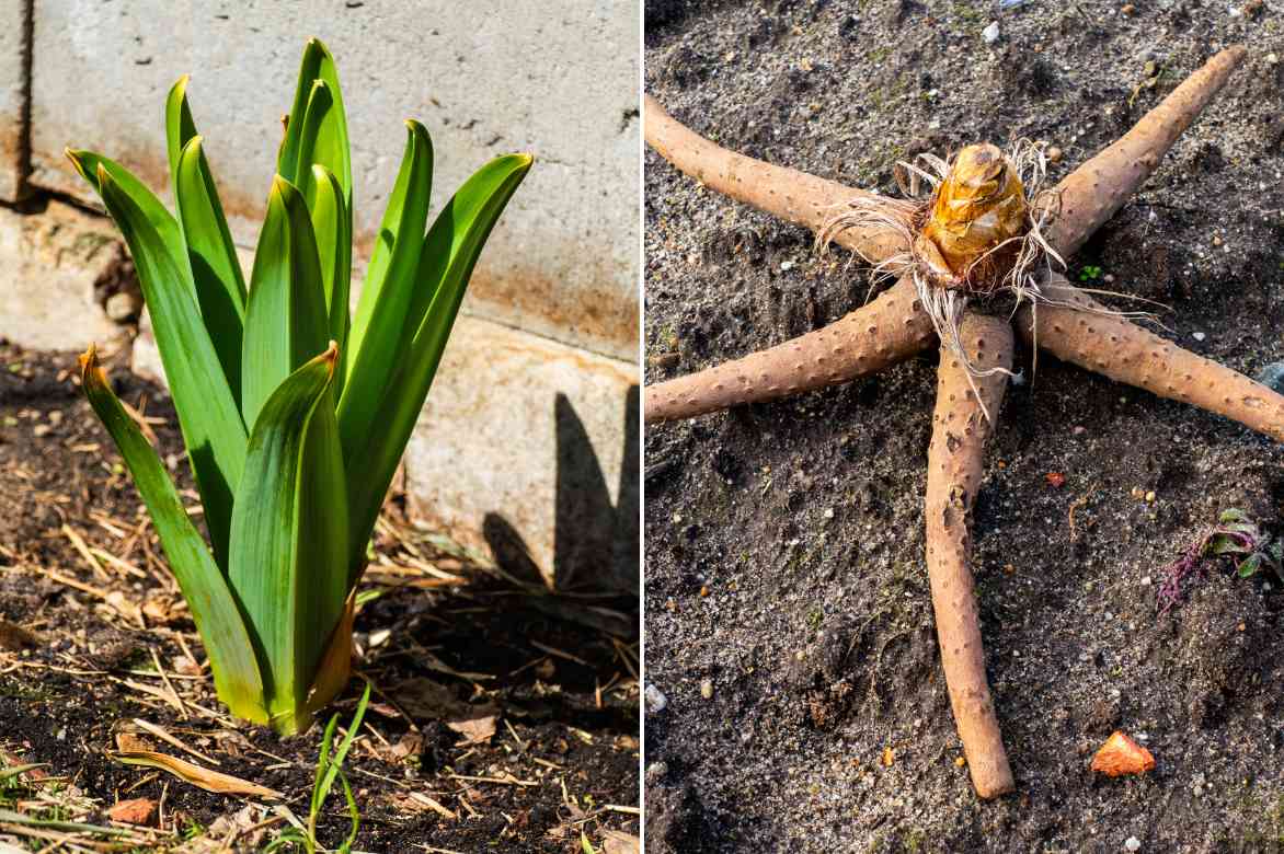 Eremurus, lis des steppes, quenouille de cléopatre