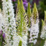 Eremurus - Lis des steppes : planter et cultiver