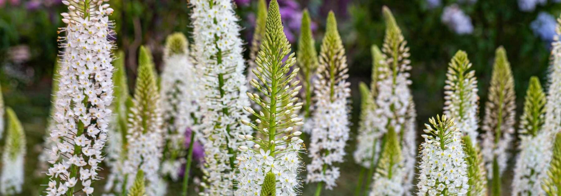 Eremurus - Lis des steppes : planter et cultiver