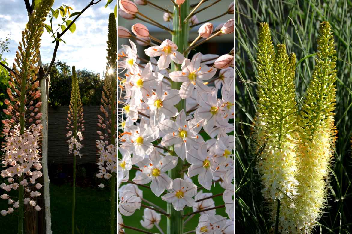 Eremurus, lis des steppes, quenouille de cléopatre