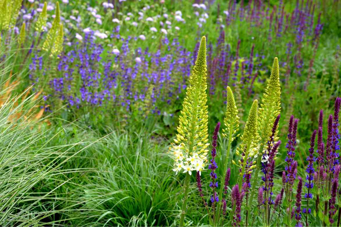 Eremurus, lis des steppes, quenouille de cléopatre