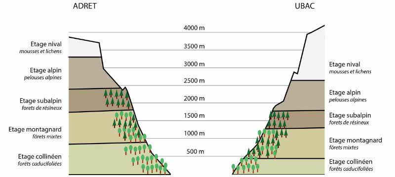 Impact du réchauffement climatique sur les plantes de montagne