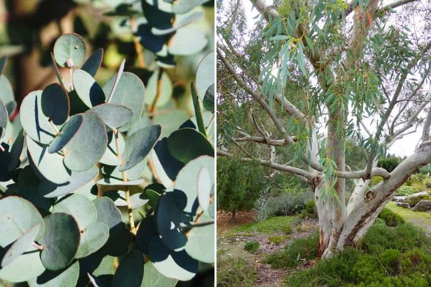 Eucalyptus