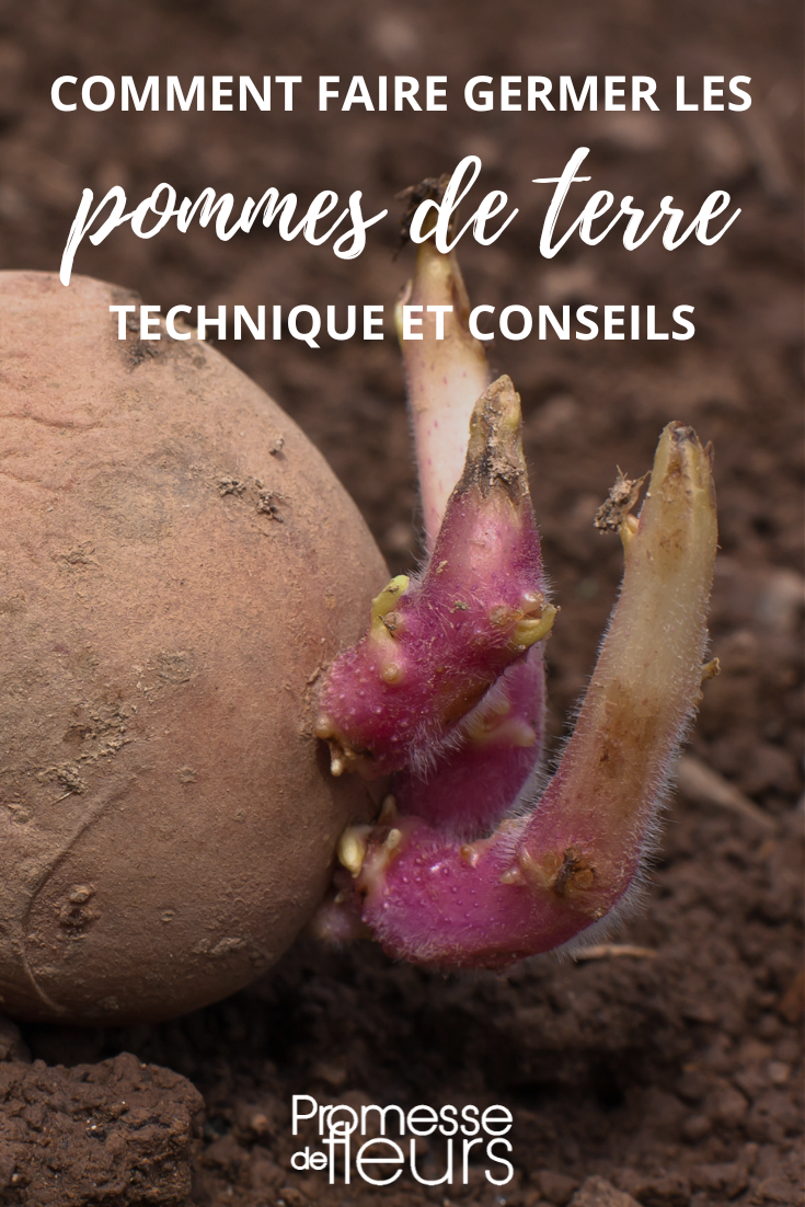 Comment faire germer les pommes de terre pour le potager