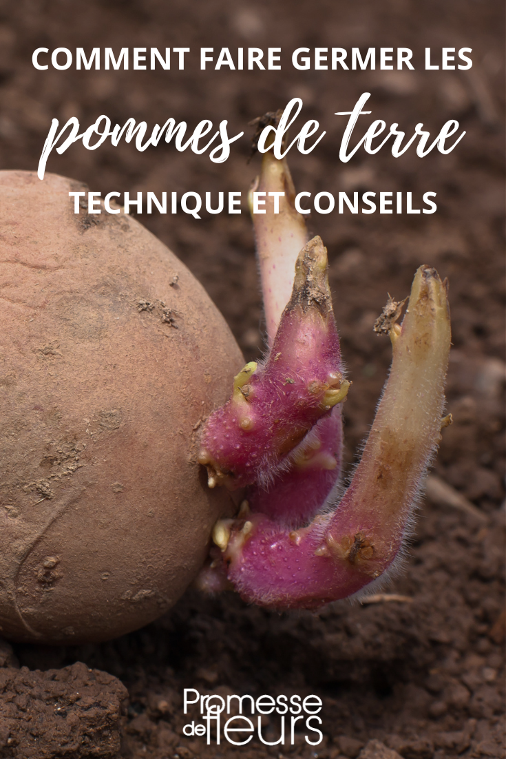 5 règles d'or pour faire germer vos graines - Blog jardinage