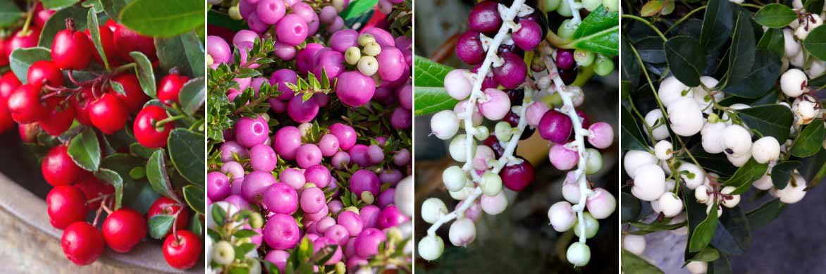 Les fruits de la gaulthérie