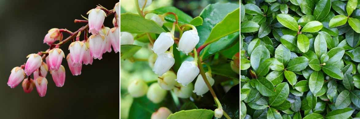 Les fleurs et feuilles de la gaulthérie