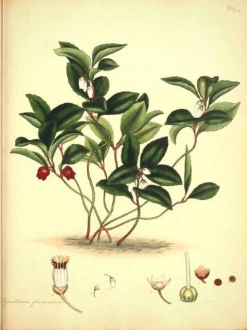 Planche botanique représentant la gaulthérie
