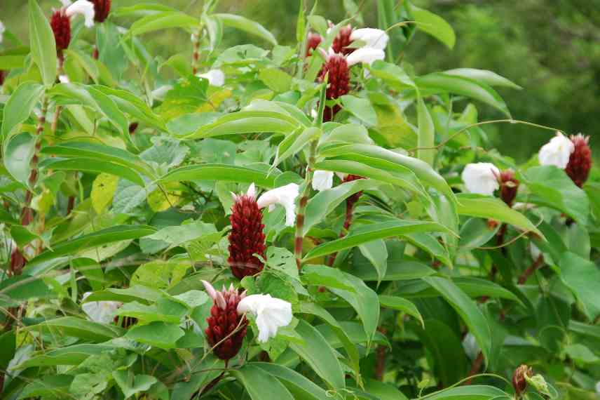 tisane anti fatigue hiver, tisane herbes du jardin, tisane hivernale