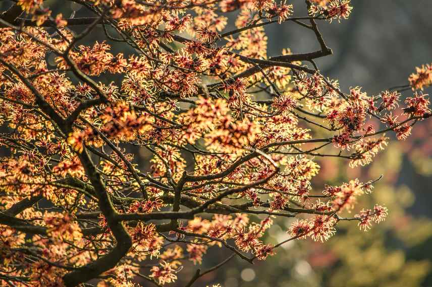 Choix arbre pour jardin, comment choisir arbre arbuste jardin