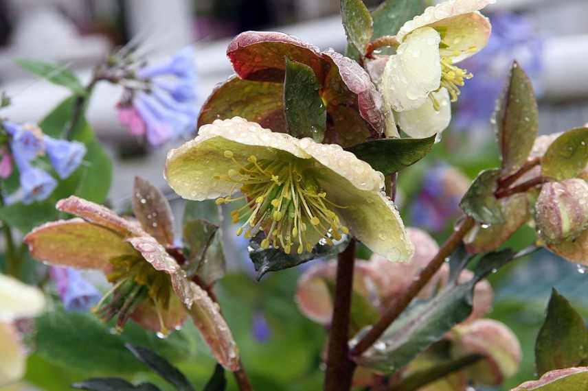 Hellebores valeurs sûres, hellebores inratables, hellebores fideles, rose de noël valeur sure, meilleure variete hellebore, reussir hellebore