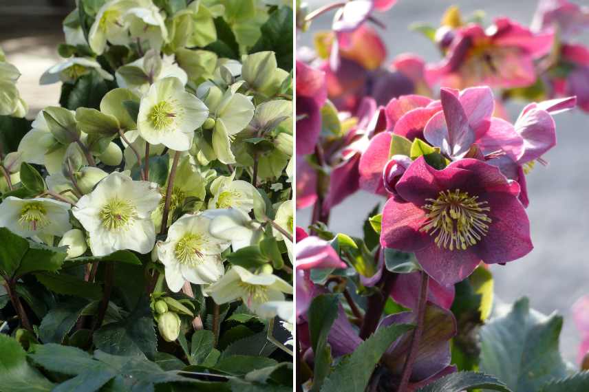 Hellebores valeurs sûres, hellebores inratables, hellebores fideles, rose de noël valeur sure, meilleure variete hellebore, reussir hellebore