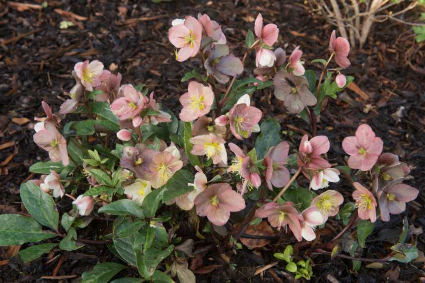 Hellebores valeurs sûres, hellebores inratables, hellebores fideles, rose de noël valeur sure, meilleure variete hellebore, reussir hellebore