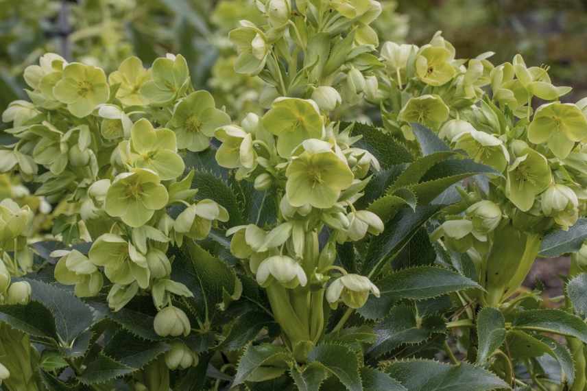 Hellebores valeurs sûres, hellebores inratables, hellebores fideles, rose de noël valeur sure, meilleure variete hellebore, reussir hellebore