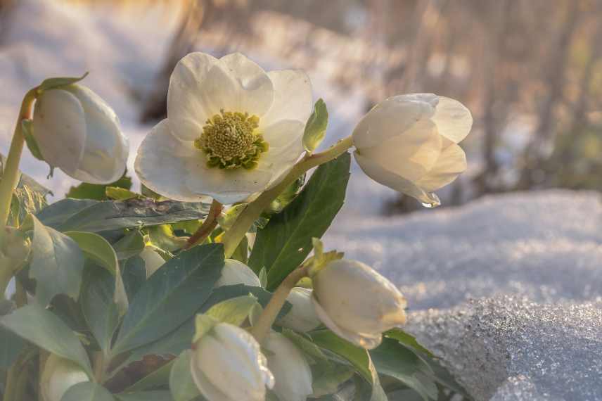 Hellebores valeurs sûres, hellebores inratables, hellebores fideles, rose de noël valeur sure, meilleure variete hellebore, reussir hellebore