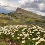 Quel est l'impact du réchauffement climatique sur les plantes de montagne ?