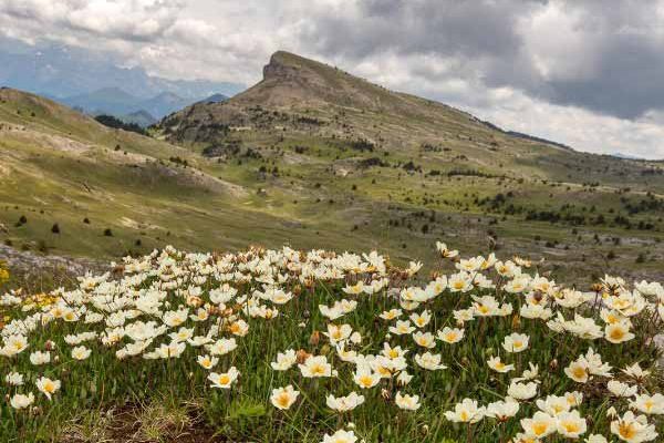 Quel est l'impact du réchauffement climatique sur les plantes de montagne ?