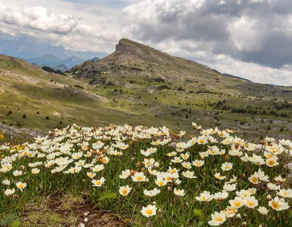 Quel est l'impact du réchauffement climatique sur les plantes de montagne ?