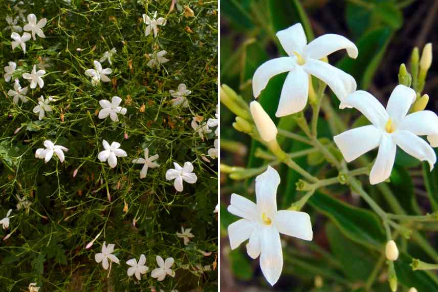 Comment hiverner jasmin, hivernage jasmin, protéger jasmin en hiver