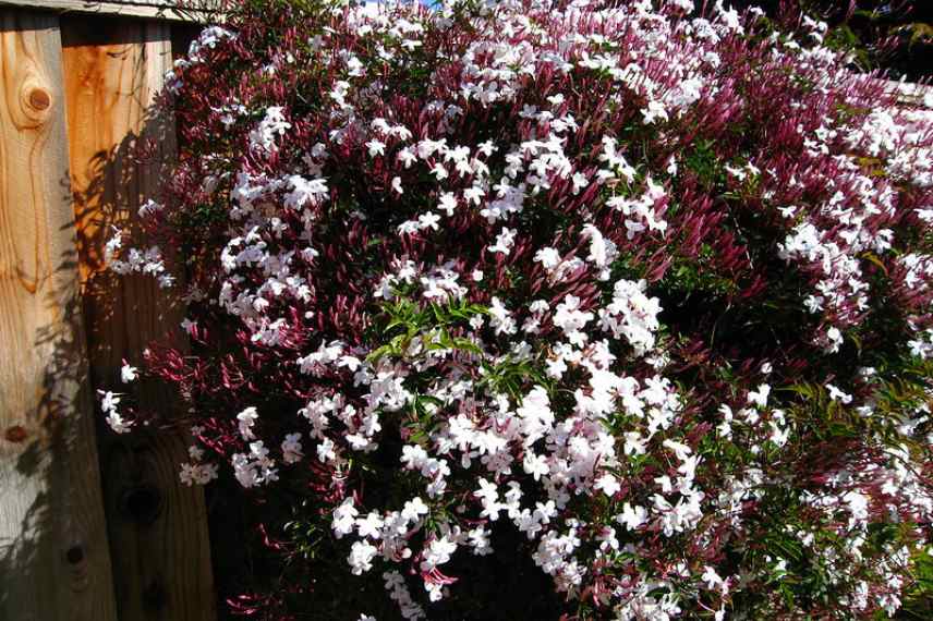 jasminum polyanthum cultiver planter pot jardin, cultiver jasmin blanc, jasmin d'hiver culture pot jardin