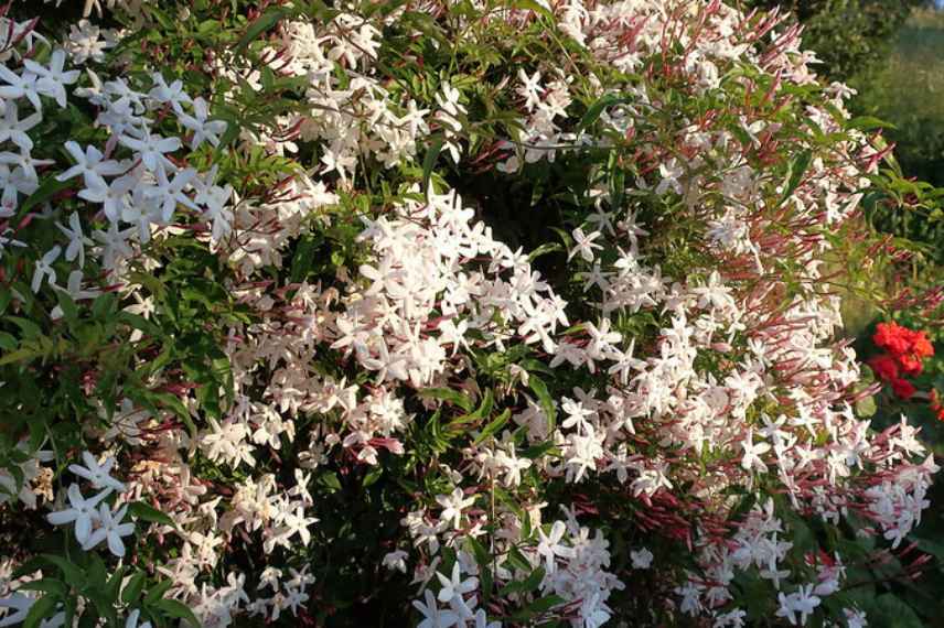 jasminum polyanthum cultiver planter pot jardin, cultiver jasmin blanc, jasmin d'hiver culture pot jardin