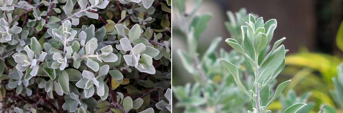 Le feuillage du Leucophyllum ou Sauge du désert