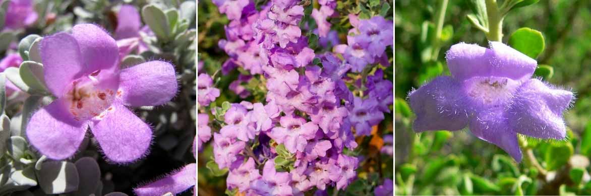 La floraison du Leucophyllum ou Sauge du désert