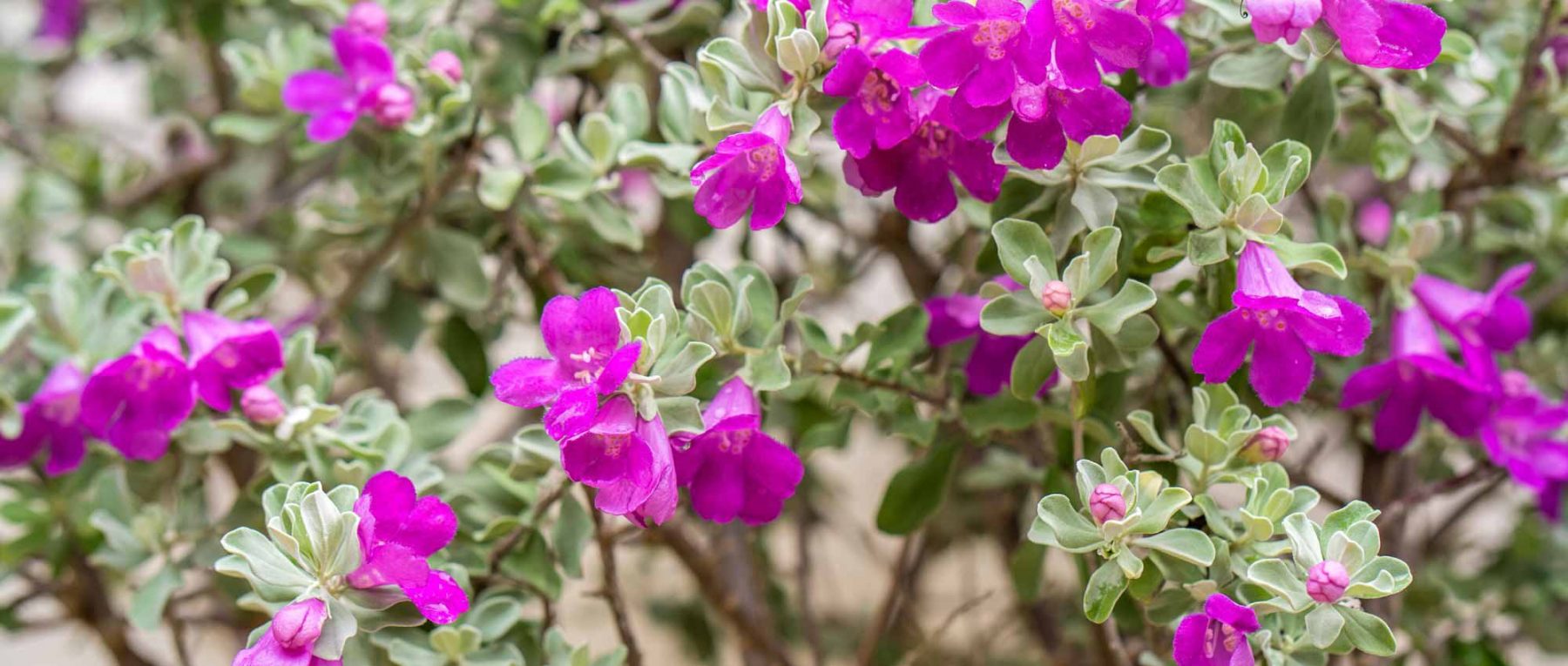 Leucophyllum : planter, cultiver et entretenir