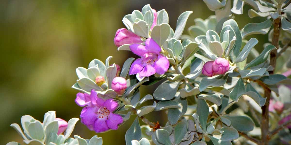 Leucophyllum frutescens, Sauge du Désert