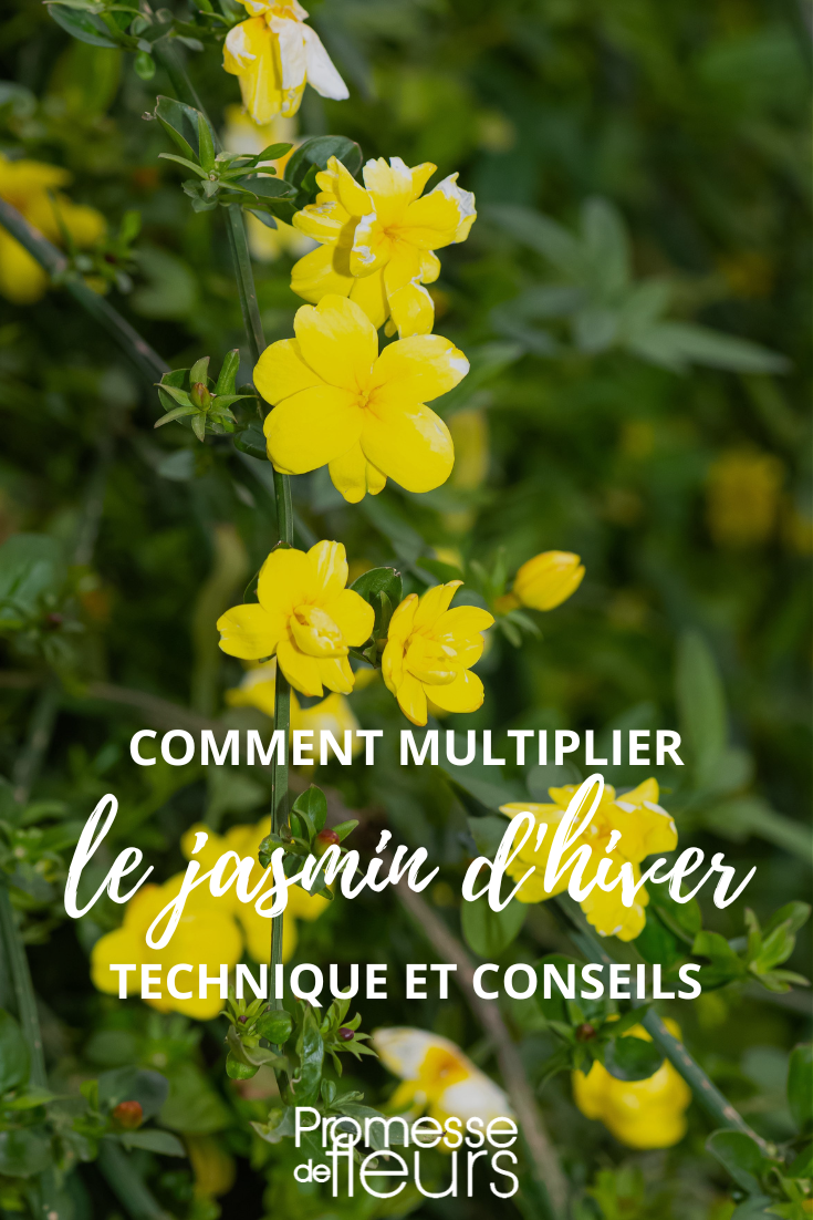 bouturer ou marcotter Jasminum nudiflorum