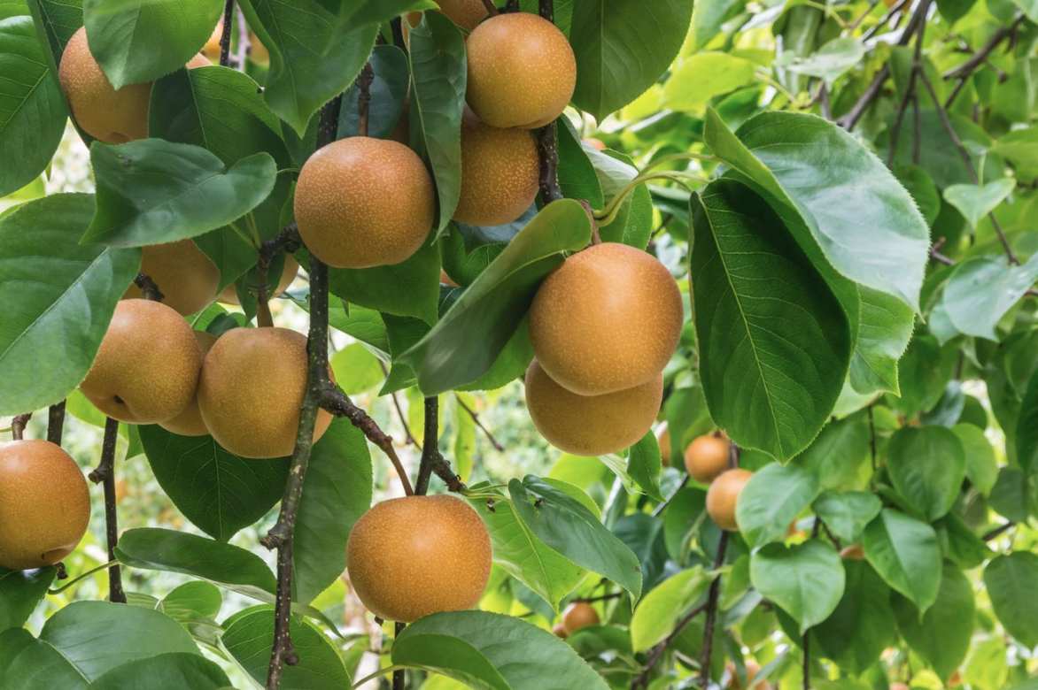 Nashi, poirier japonais, pomme poire, Pyrus pyrifolia