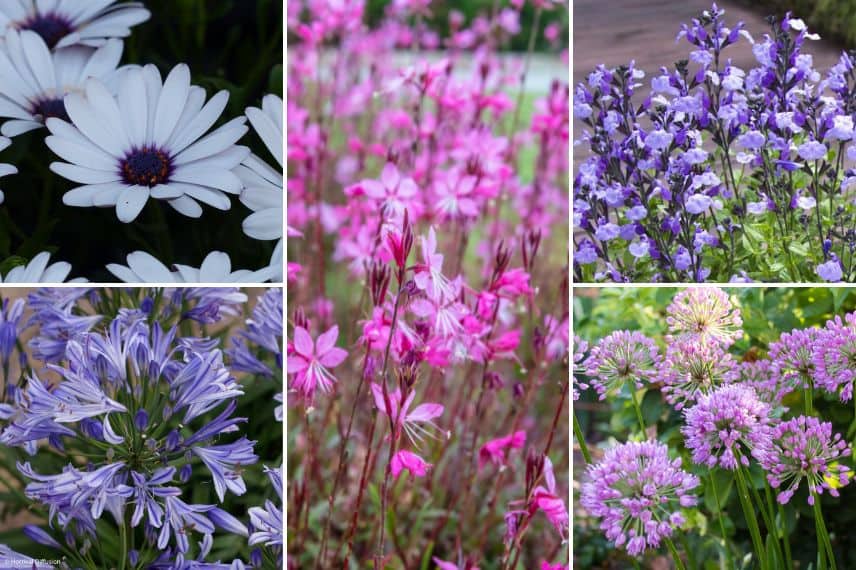 associer Osteospermum