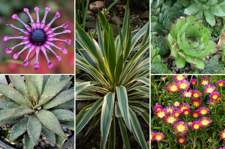 associer osteospermum