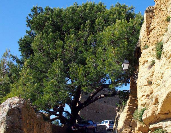 Tourisme végétal : des arbres remarquables à voir en Provence-Alpes-Côte d'Azur
