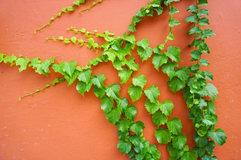 taille vigne vierge