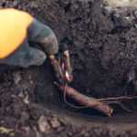 Planter une pivoine en racines nues