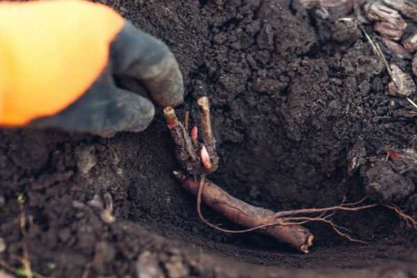 Planter une pivoine en racines nues