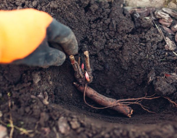 Planter une pivoine en racines nues