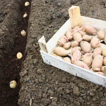 Quand acheter des pommes de terre ?