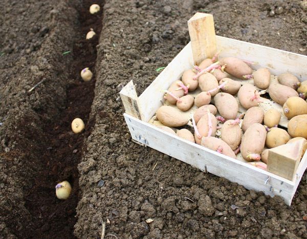 Quand acheter des pommes de terre ?