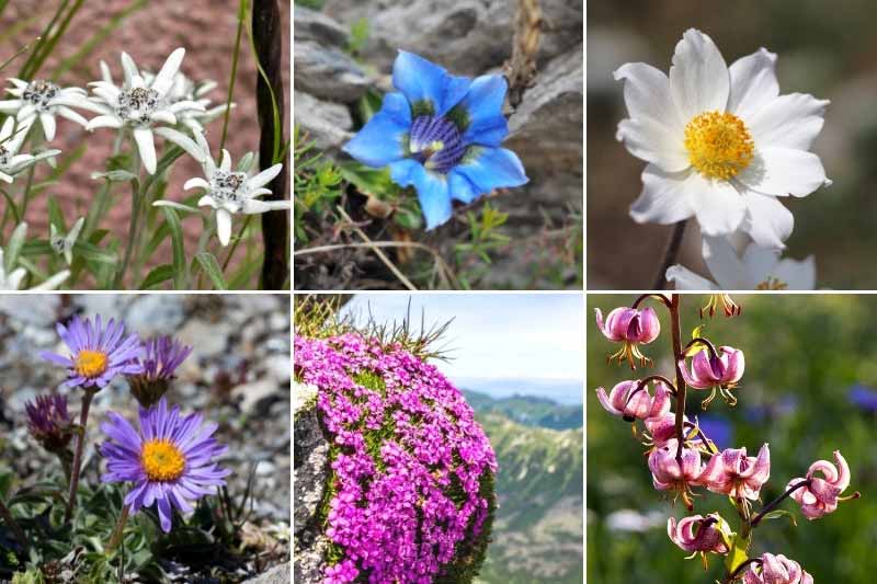 Impact du réchauffement climatique sur les plantes de montagne