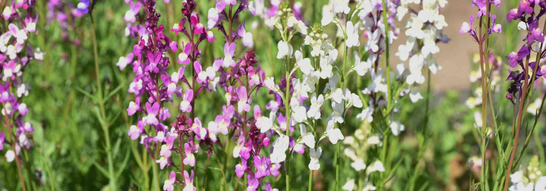 10 fleurs annuelles faciles à semer - Promesse de Fleurs